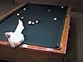 Chicken Playing Pool