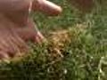 New Field Of Dreams For Cubs?
