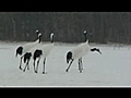 몢猷⑤ [븰(傭),  Red-crowned Crane]