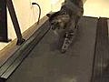 Cat work out