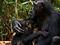 Chimpanzee - Trailer No. 1