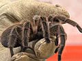 Special Care For Smuggled Spiders