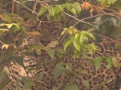 In Search of Jaguars