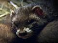 Polecat kittens