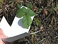 How to Identify Poison Ivy