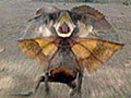 Frilled Lizard