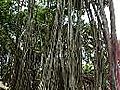 Big Banyan Tree