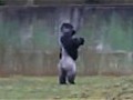 Ambam &#039;the walking gorilla&#039; celebrates his 21st