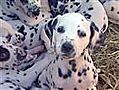 Spot the 16 dalmatians!