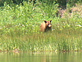 Yellowstone bear fears