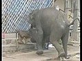 Elephants rampage in India