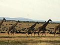Keine Straße durch die Serengeti