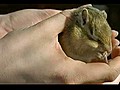 Adorable Chipmunk in Slow Motion