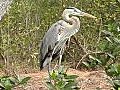 Blue Heron Stock Footage