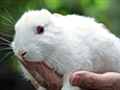 Fukushima mutant rabbit