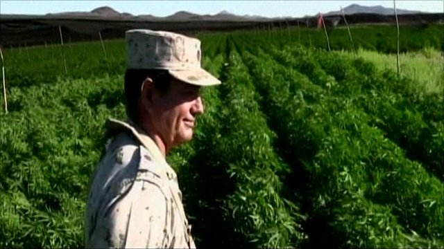 Mexico finds huge marijuana farm in Baja California