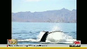 Whale follows boat after being freed