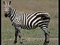 Lost your pet zebra? Scientists can find it for you