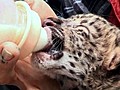 Near-Extinct Leopard Cubs