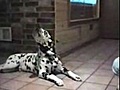 Les chiens et les chats parlent.