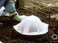 Early Gourd Planting