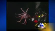 Jumbo squid invade San Diego shores