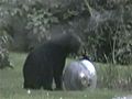 Uncut: Bear Caught On Home Video