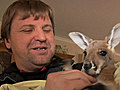 Kangaroo Foster Parents