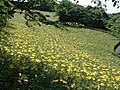 可睡ゆりの園の黄色いユリ畑