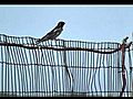 Wildlife at ACF flyingfield 5 - Swallow (zwaluw).