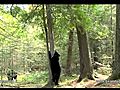 Lily the Black Bear,  Hope and Faith - June 3, 2011 - Play among trees