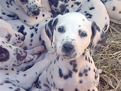 British dalmatian gives birth to 16 pups