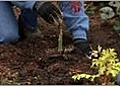 Plant a Tree - Backfilling the Planting Hole