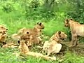 Lions at Djuma