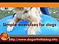 Balance Therapy Ball Exercises for Dog Arthritis
