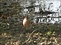Les petits oiseaux du saule au bord du lac