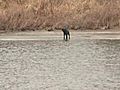 Frightened Dog Rescued From Melting Ice