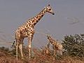 West Africa’s Last Giraffes
