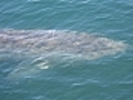 Great white shark spotted off Mass. coast