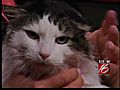 Greenhill Humane Society’s Pet of the Week