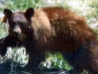 Hunger Heist: Bear Breaks Into 8 Yosemite Homes