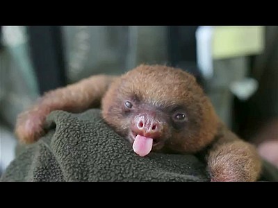 Yawning Baby Sloth