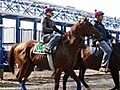 Derby winner Animal Kingdom picked as favorite for Belmont