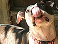 Dog Whisperer - Territorial Pit Bull Mix