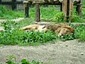 １６９秋田市新屋大森山動物園