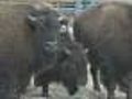 Bison Arrive At The Stock Show