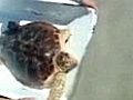 Sea Turtle Returns To Fla. Waters