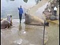 554. Sea Lion Rocky Training - BestofYouTube.com