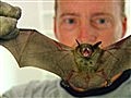 The Animal Extractors - Bedroom Bat