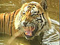 Tiger population estimate at 1706,  up by 295